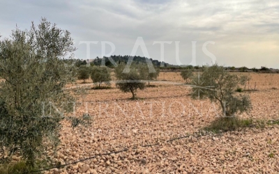 Land - For Sale - Yecla - Rural location