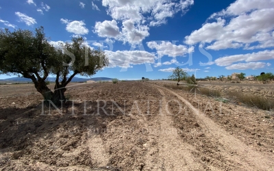 Terrain - A vendre - Pinoso - Pinoso