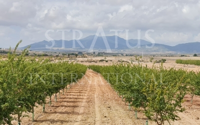 Land - For Sale - Pinoso - Rural location