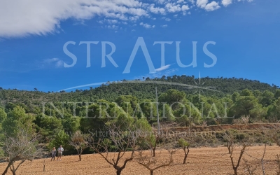 Land - For Sale - Pinoso - Rural location