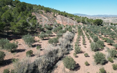 Land - For Sale - Pinoso - Pinoso - El Pinós