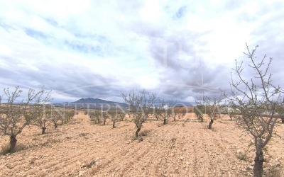 Land - For Sale - Pinoso - Rural location