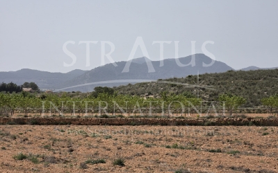 Land - For Sale - Pinoso - Pinoso