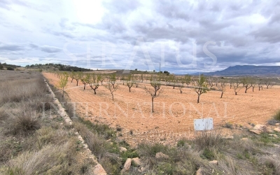 Terrain - A vendre - Pinoso - Rural location