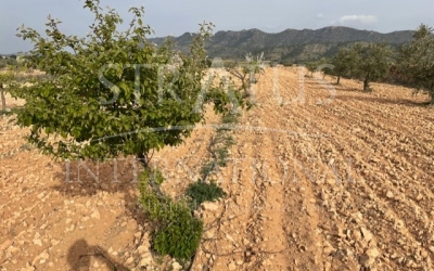 Land - For Sale - Yecla - Rural location