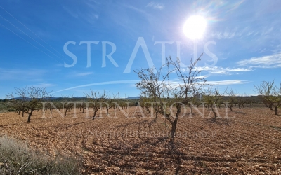 Terrain - A vendre - Pinoso - Lel