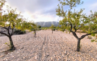 Terrain - A vendre - Pinoso - Rural location