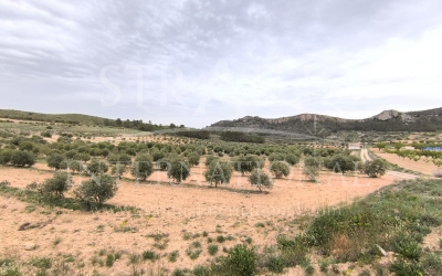 Land - For Sale - Jumilla - Rural location