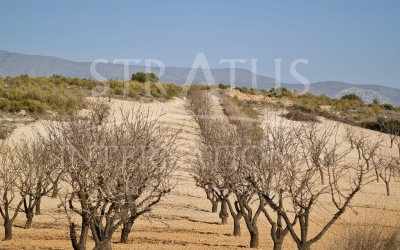Land - For Sale - Jumilla - Rural location