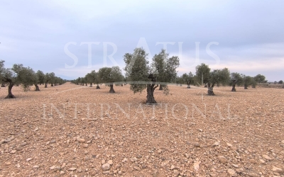 Land - For Sale - Yecla - Rural location