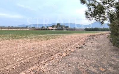 Land - For Sale - Yecla - Rural location