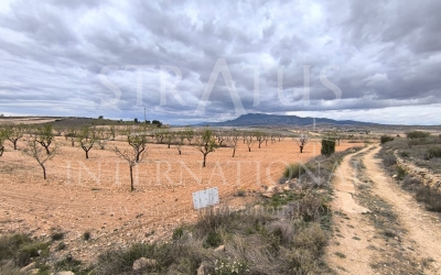 Terrain - A vendre - Pinoso - Rural location