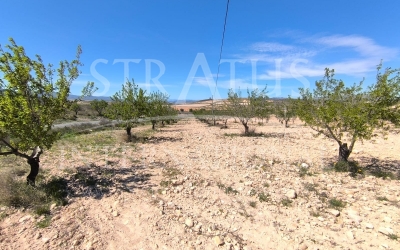 Land - For Sale - Jumilla - Rural location