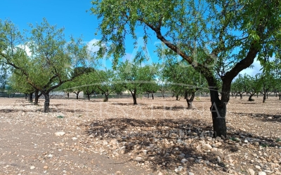Land - For Sale - Yecla - Rural location