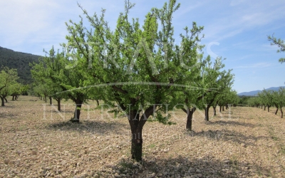 Land - For Sale - Yecla - Rural location