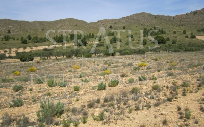 Land - For Sale - Yecla - Rural location