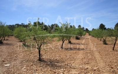Land - For Sale - Yecla - Rural location