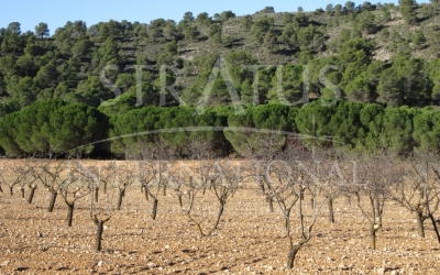 Land - For Sale - Yecla - Rural location