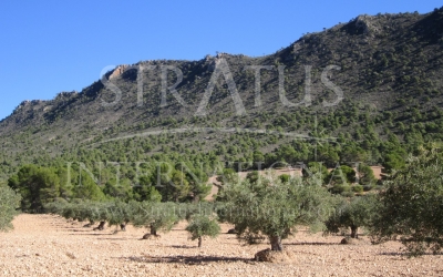 Terrain - A vendre - Yecla - Rural location