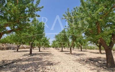 Terrain - A vendre - Pinoso - Rural location