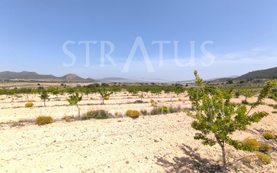 Land - For Sale - Monovar - Rural location