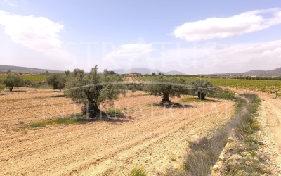 Land - For Sale - Pinoso - Rural location