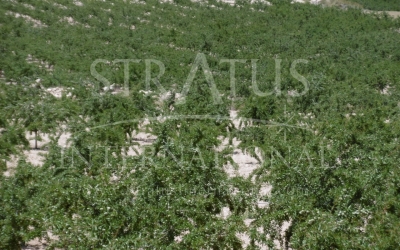 Terrain - A vendre - Yecla - Rural location