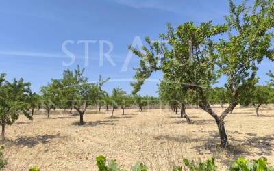 Terrain - A vendre - Monovar - Rural location