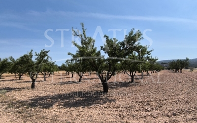 Land - For Sale - Monovar - Rural location