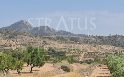 Land - For Sale - Abanilla - Rural location