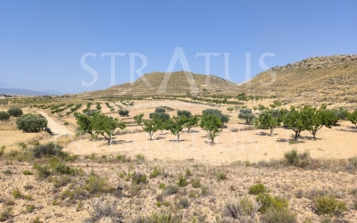 Terrain - A vendre - Jumilla - Torre del Rico