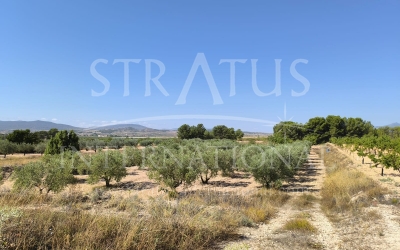 Terrain - A vendre - Monovar - Rural location