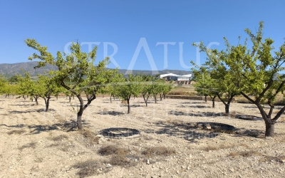 Land - For Sale - Monovar - Rural location