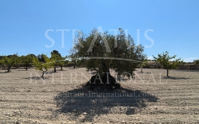 Land - For Sale - Monovar - Rural location