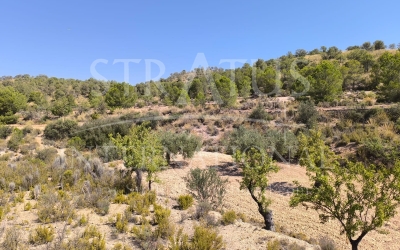 Land - For Sale - Monovar - Rural location