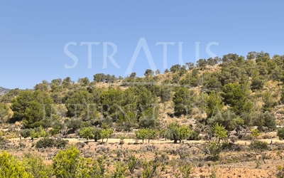 Land - For Sale - Monovar - Rural location