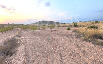 Terrain - A vendre - Pinoso - Rural location
