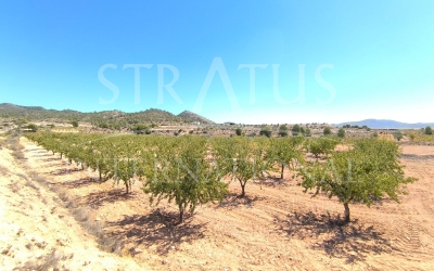 Land - For Sale - Monovar - Rural location