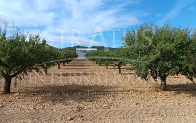 Land - For Sale - Yecla - Rural location