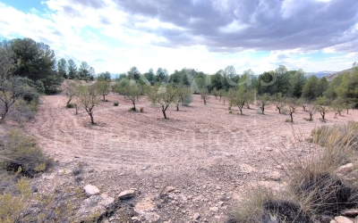 Land - For Sale - Yecla - Rural location