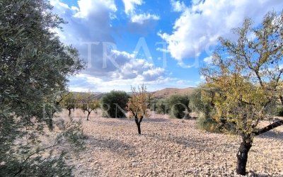 Terrain - A vendre - Yecla - Rural location Terrain - A vendre - Yecla - Rural location