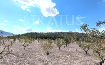 Land - For Sale - Yecla - Rural location