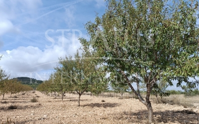Land - For Sale - Yecla - Rural location Land - For Sale - Yecla - Rural location