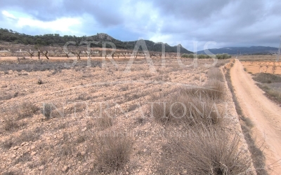 Land - For Sale - La Solana - Rural location