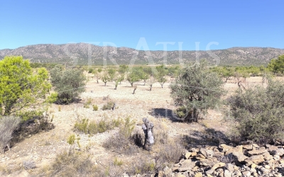Land - For Sale - Monovar - Rural location