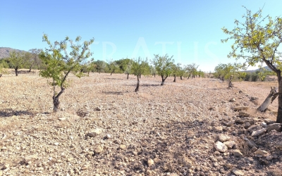 Land - For Sale - Monovar - Rural location