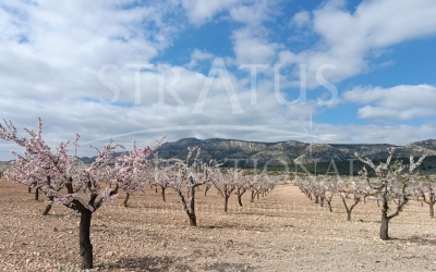 Land - For Sale - Jumilla - Rural location