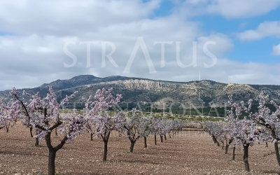 Land - For Sale - Jumilla - Rural location