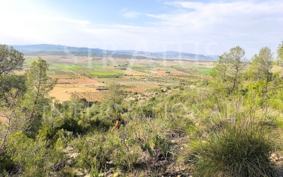 Terrain - A vendre - Yecla - Rural location