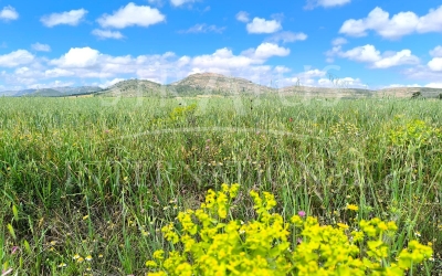 Land - For Sale - Yecla - Rural location
